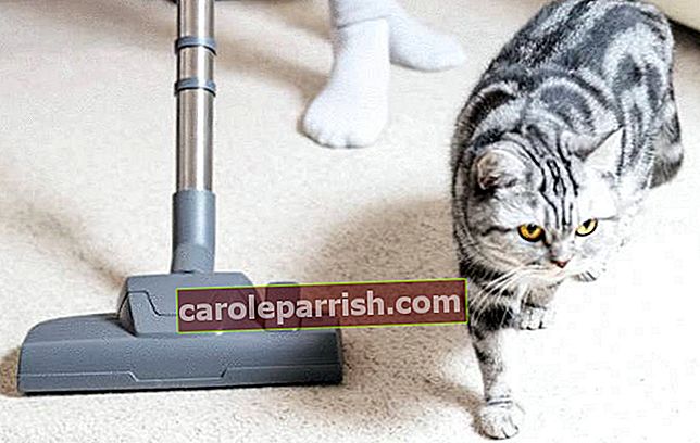 cara membersihkan dan merawat karpet