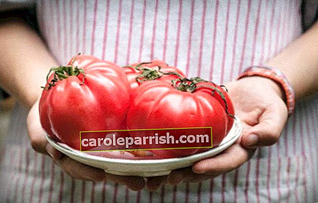konservera tomater