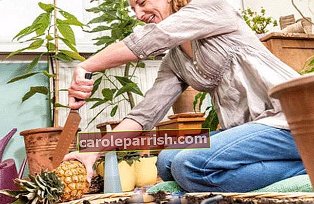 plantera en ananas i 10 steg