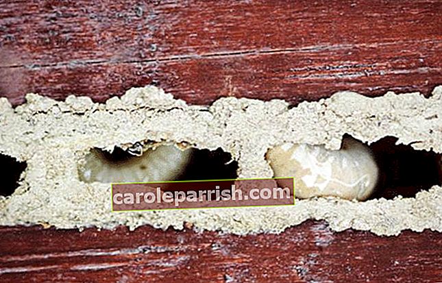 larve bianche all'interno di legno color mogano