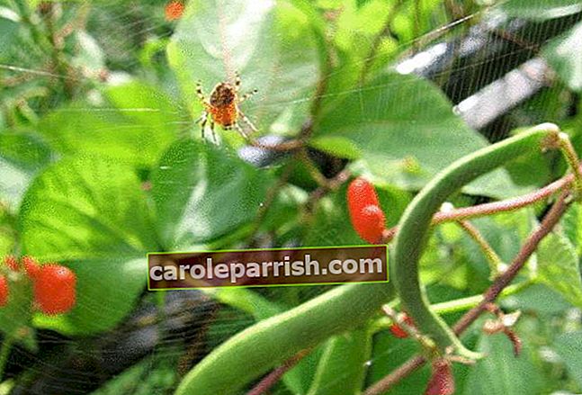 laba-laba merah di tanaman kacang hijau