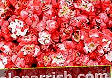 popcorn praline merah jambu