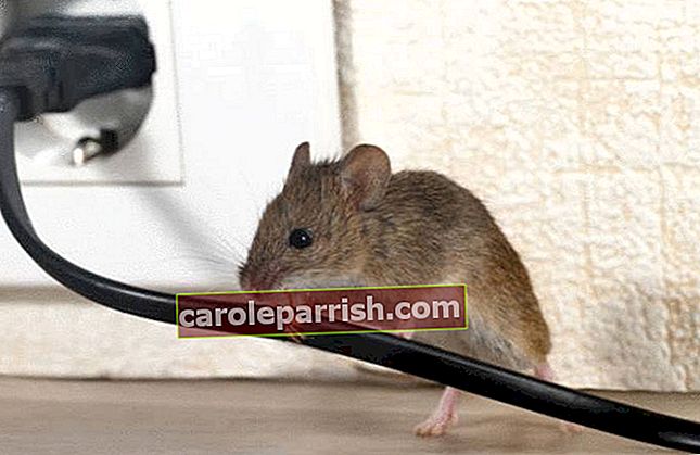 7 consigli per sbarazzarsi dei topi nei muri