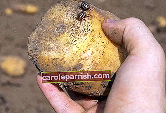 Controllo dello scarabeo della patata del Colorado