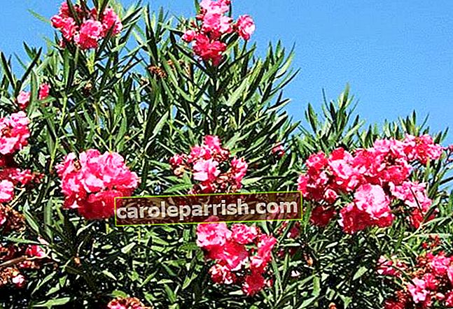 laurel merah muda- azalee- rhododendron: tanaman-