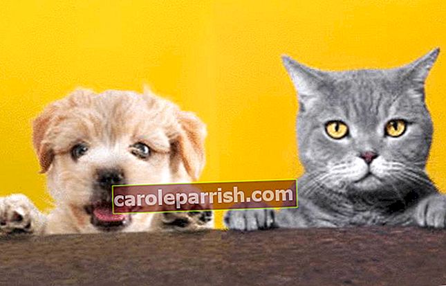 auf Aprikosenhintergrund Katze und Hund warten darauf, gegen Flöhe behandelt zu werden