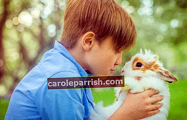 wie man sich um ein Kaninchen kümmert