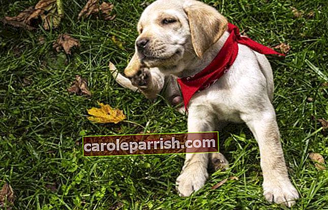Ein Labrador-Welpe kratzt sich im Gras am Ohr