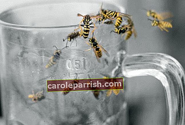 ビールのガラスのハチ