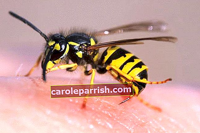 Was für ein natürliches Heilmittel für Wespen und Hornissen