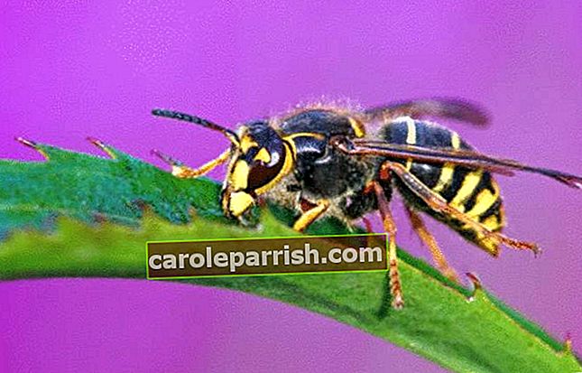 auf einem lila Hintergrund eine Wespe auf einem Blatt