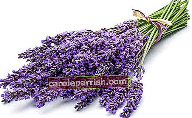 cara membuat esensi lavender