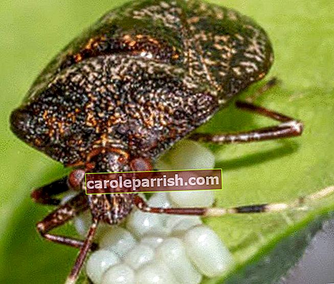 Teuflischer Käfer oder Halyomorpha-Halys