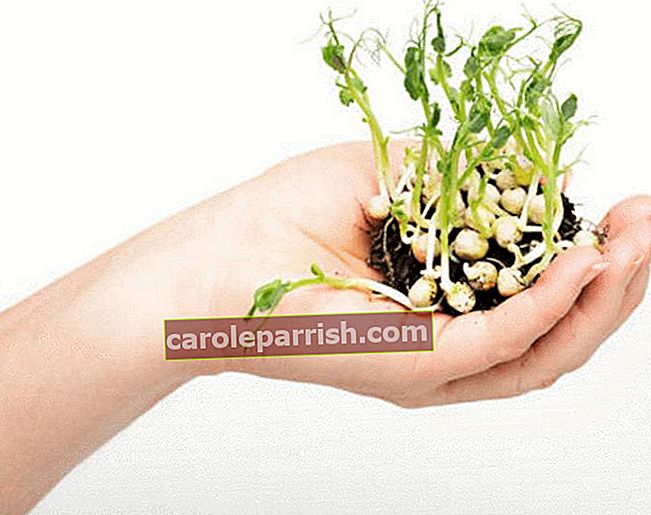 レンズ豆、種子、種子を発芽させる方法
