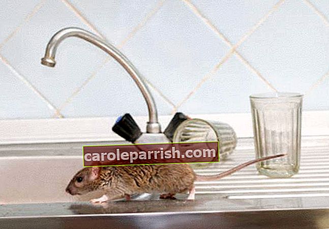 eliminiere Ratten und Mäuse