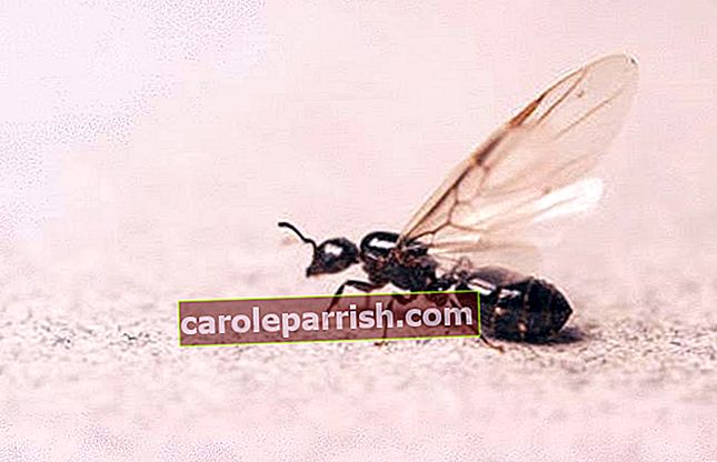 vilket hjälpmedel mot flygande myror