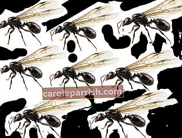 myra och flygande myra