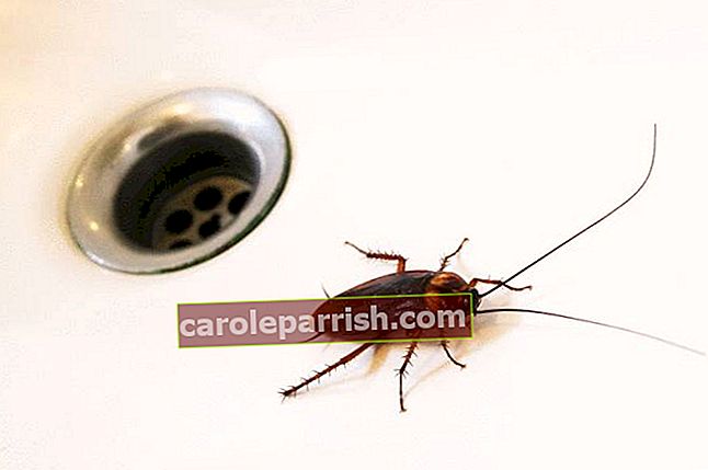scarafaggio- come vengono gli scarafaggi