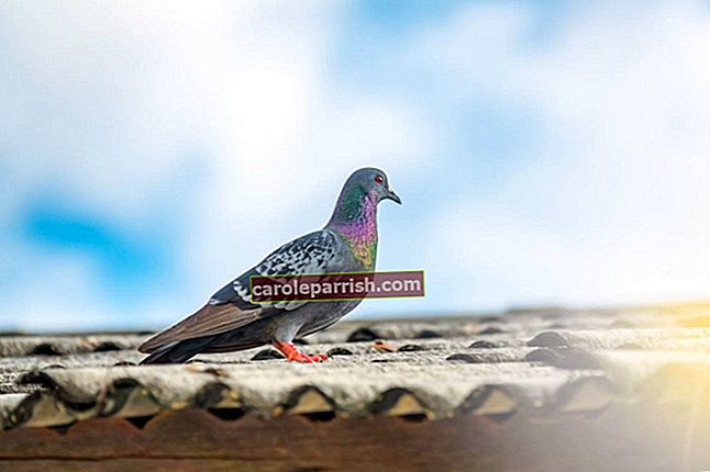 Pigeon: solusi alami yang luar biasa untuk melawan merpati