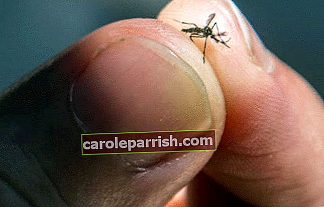 ein Insekt steckt zwischen 2 Fingern, die es greifen