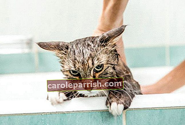 wie man eine Katze wäscht