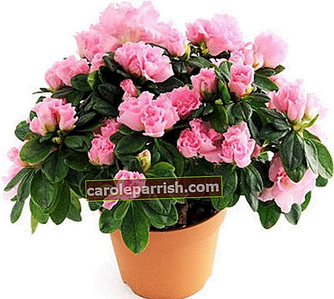 azalea merah muda pot