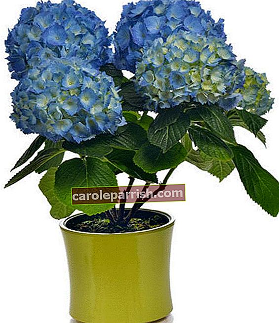 hydrangea biru yang indah dalam pot