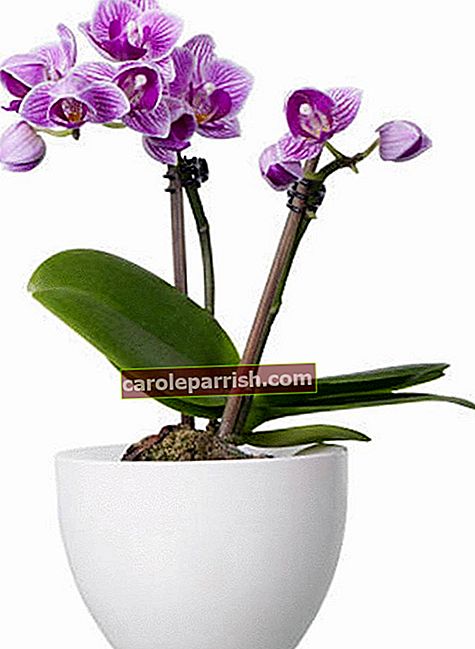 eine schöne lila Orchidee in einem Topf
