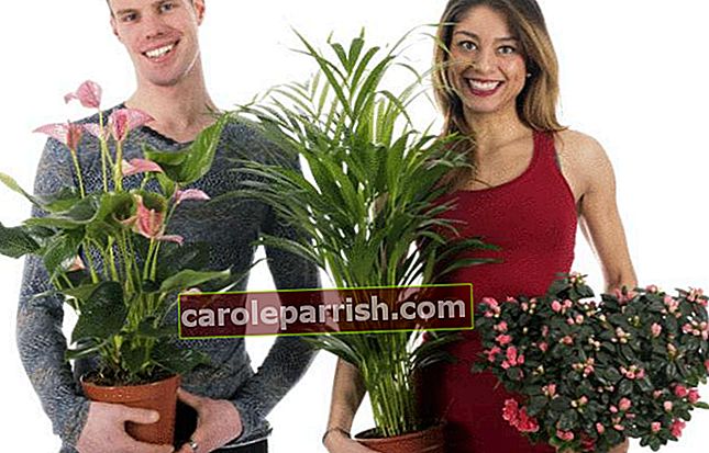 女性と男性のカップルは、腕に植物を積んでいます