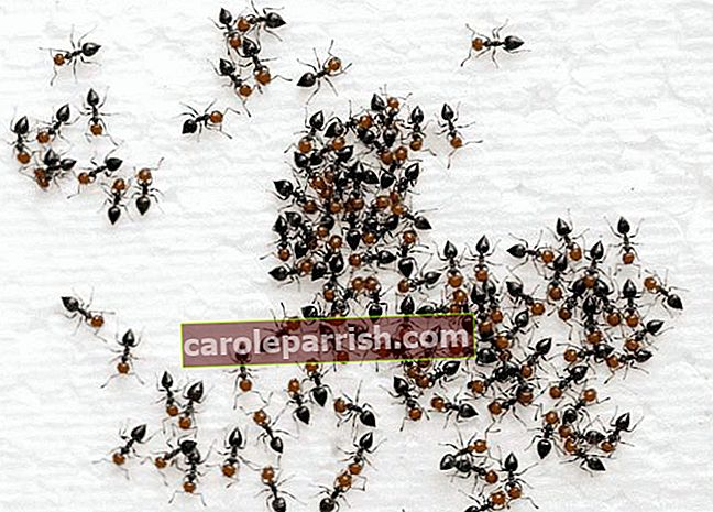 minuscole-formiche-rosse-colonia-formiche-come-sbarazzarsi