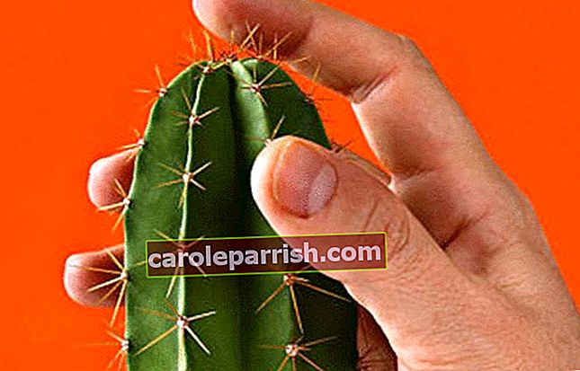 Die Finger werden von einem Kaktus gestochen