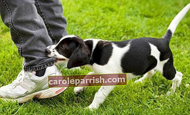 Auf dem Rasen beißt ein Hund in die Hose eines Mannes