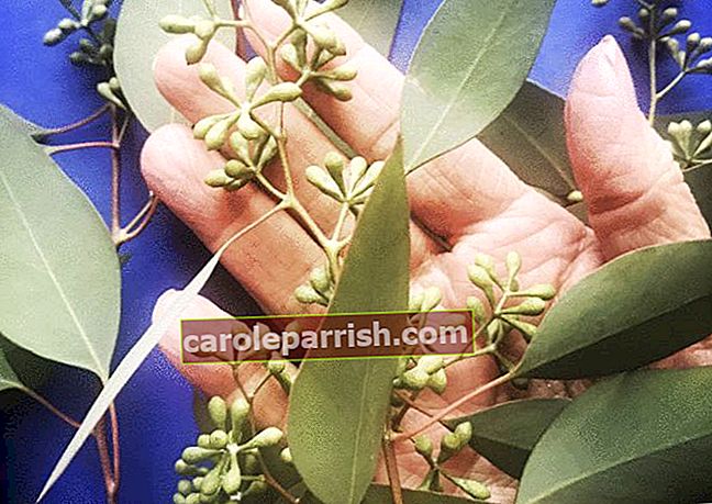 Um ein Haus zu haben, das gut riecht, befindet sich eine Hand unter einem Zweig von Eukalyptusain