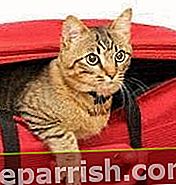 gatto in una valigia