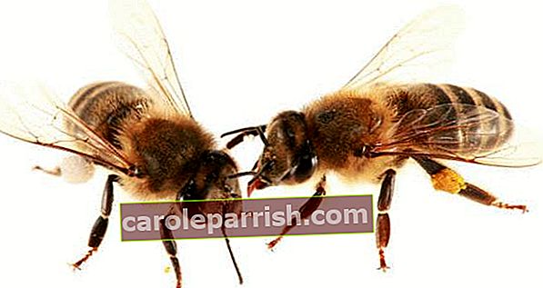 꿀벌 : 꿀벌을 구하기위한 10 가지 솔루션