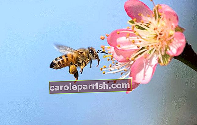 Biene und Bestäubung